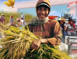 Tahun Kebangkitan Pertanian: Produksi Gabah Melonjak, Stok Beras Tertinggi Sepanjang Sejarah, Petani Indonesia Semakin Sejahtera