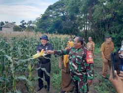 Babinsa Koramil 11/Pebayuran Kawal Program Ketahanan Pangan Dampingi Kepala Dinas Pertanian Tinjau Lahan Warga,