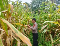 Kawal Ketahanan Pangan, Personel Polsek Muara Wis Lakukan Perawatan Intensif Lahan Jagung di Desa Lebak Cilong