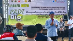 Bertahan Hadapi El Nino dan Lahan Salin, BRIN-PGN-Pemkab Batang Panen Raya 166,5 Ton Padi Biosalin