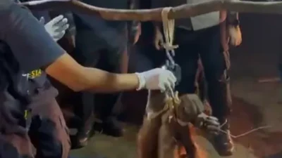Polisi Selamatkan Induk dan Anak Orang Utan Terdampak Karhutla di Kalimantan Tengah